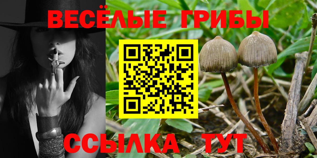закладка  Вход с VPN  Псилоцибиновые грибы Psilocybe  Кохма  Псилоцибиновые грибы Psilocybine cubensis 